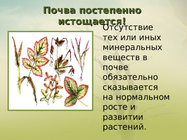 Почва постепенно истощается !         Отсутствие  тех или иных минеральных веществ в почве  обязательно сказывается на нормальном росте и развитии растений. 