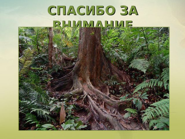 СПАСИБО ЗА ВНИМАНИЕ 