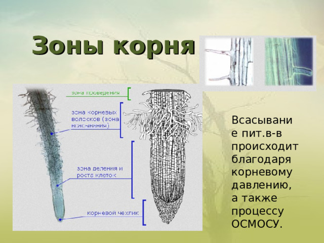 Зоны корня   Всасывание пит.в-в происходит благодаря корневому давлению, а также процессу ОСМОСУ. 
