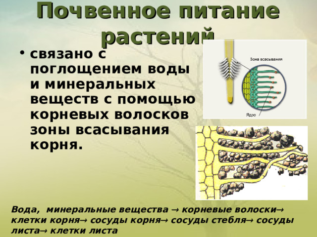  Почвенное питание растений    связано с поглощением воды и минеральных веществ с помощью корневых волосков зоны всасывания корня. Вода, минеральные вещества  корневые волоски  клетки корня  сосуды корня  сосуды стебля  сосуды листа  клетки листа  