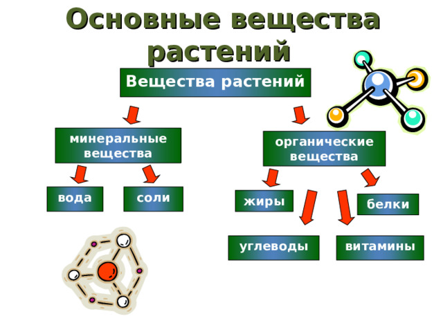 Основные вещества растений Вещества растений минеральные вещества органические вещества соли вода жиры белки углеводы витамины 