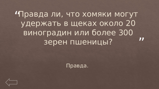 Правда ли, что хомяки могут удержать в щеках около 20 виноградин или более 300 зерен пшеницы? Правда. 