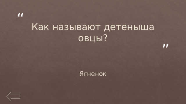 Как называют детеныша овцы? Ягненок 