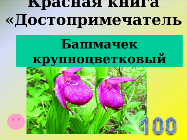 Красная книга «Достопримечательности» Башмачек крупноцветковый  