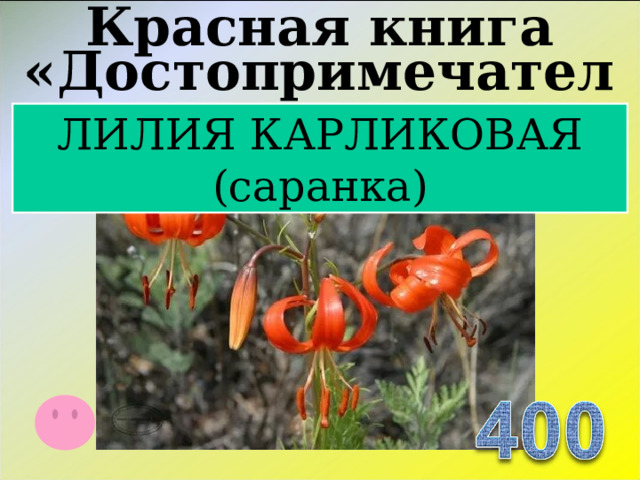 Красная книга «Достопримечательности» ЛИЛИЯ КАРЛИКОВАЯ (саранка)  