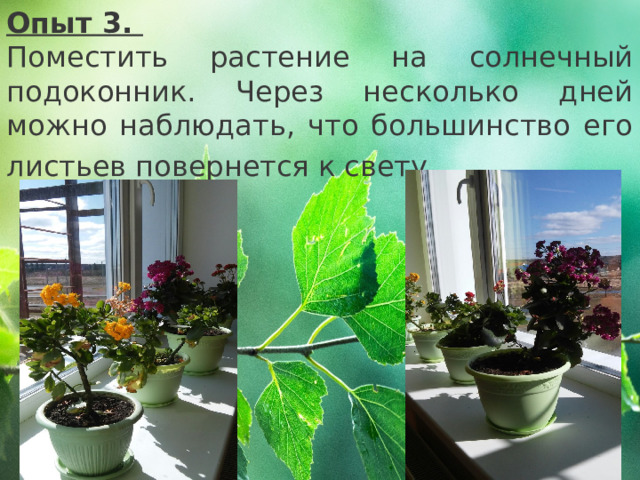 Опыт 3. Поместить растение на солнечный подоконник. Через несколько дней можно наблюдать, что большинство его листьев повернется к свету.   
