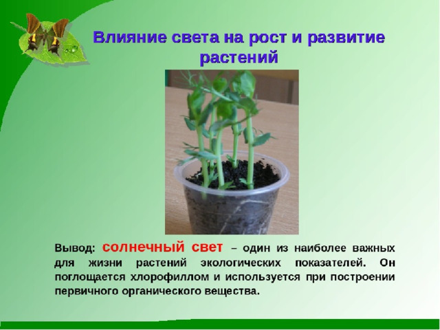 Влияние света на растения. Влияние света на рост растений. Опыт влияние света на рост растений. Опыт влияние света на растение.