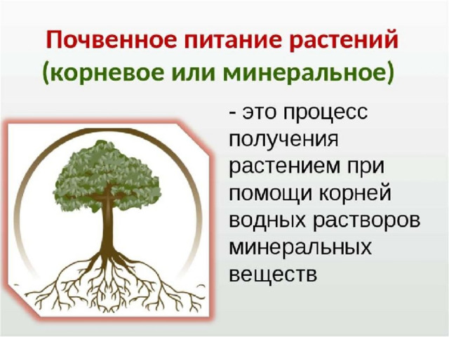 Презентация для учащихся 6 классов "Минеральное питание …