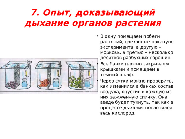 7. Опыт, доказывающий дыхание органов растения В одну помещаем побеги растений, срезанные накануне эксперимента, в другую – морковь, в третью – несколько десятков разбухших горошин. Все банки плотно закрываем крышками и помещаем в темный шкаф. Через сутки можно проверить, как изменился в банках состав воздуха, опустив в каждую из них зажженную спичку. Она везде будет тухнуть, так как в процессе дыхания поглотился весь кислород. 