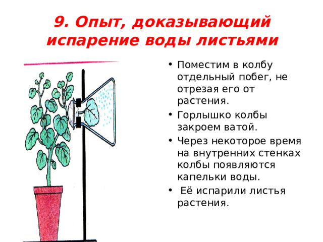 9. Опыт, доказывающий испарение воды листьями Поместим в колбу отдельный побег, не отрезая его от растения. Горлышко колбы закроем ватой. Через некоторое время на внутренних стенках колбы появляются капельки воды.   Её испарили листья растения. 