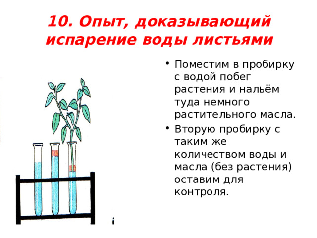 10. Опыт, доказывающий испарение воды листьями Поместим в пробирку с водой побег растения и нальём туда немного растительного масла. Вторую пробирку с таким же количеством воды и масла (без растения) оставим для контроля. 