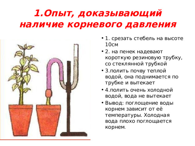 1.Опыт, доказывающий наличие корневого давления 1. срезать стебель на высоте 10см 2. на пенек надевают короткую резиновую трубку, со стеклянной трубкой 3.полить почву теплой водой, она поднимается по трубке и вытекает 4.полить очень холодной водой, вода не вытекает Вывод: поглощение воды корнем зависит от её температуры. Холодная вода плохо поглощается корнем . 