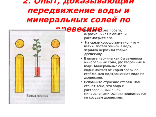 2. Опыт, доказывающий передвижение воды и минеральных солей по древесине Возьмите срез побега, окрасившийся в опыте, и рассмотрите его.  На срезе хорошо заметно, что у ветки, поставленной в воду, чернила окрасили только древесину. В опыте чернила как бы заменяли минеральные соли, растворенные в воде. Минеральные соли поднимаются от корня вверх по стеблю, как подкрашенная вода по древесине. Вспомните строение стебля. Вам станет ясно, что вода с растворенными в ней минеральными солями поднимается по сосудам древесины. 