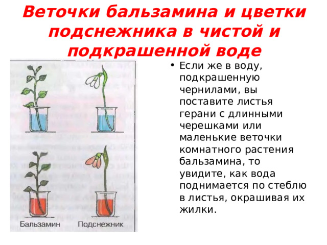 Веточки бальзамина и цветки подснежника в чистой и подкрашенной воде Если же в воду, подкрашенную чернилами, вы поставите листья герани с длинными черешками или маленькие веточки комнатного растения бальзамина, то увидите, как вода поднимается по стеблю в листья, окрашивая их жилки. 
