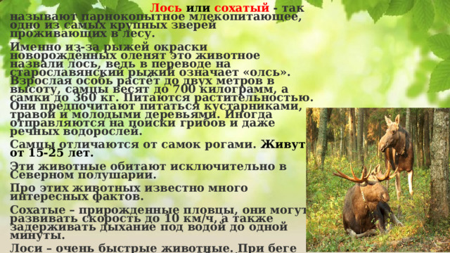  Лось или сохатый - так называют парнокопытное млекопитающее, одно из самых крупных зверей проживающих в лесу. Именно из-за рыжей окраски новорождённых оленят это животное назвали лось, ведь в переводе на старославянский рыжий означает «олсь». Взрослая особь растёт до двух метров в высоту, самцы весят до 700 килограмм, а самки до 360 кг. Питаются растительностью. Они предпочитают питаться кустарниками, травой и молодыми деревьями. Иногда отправляются на поиски грибов и даже речных водорослей.  Самцы отличаются от самок рогами. Живут от 15-25 лет. Эти животные обитают исключительно в Северном полушарии. Про этих животных известно много интересных фактов. Сохатые – прирожденные пловцы, они могут развивать скорость до 10 км/ч, а также задерживать дыхание под водой до одной минуты. Лоси – очень быстрые животные. При беге они развивают скорость до 56 км/ч. Молоко сохатых, которым они кормят своих маленьких лосят примерно в четыре раза жирнее, а также имеют в пять раз больше белков, чем молоко коров. По всему миру существуют лосефермы, хоть их и не очень много. 