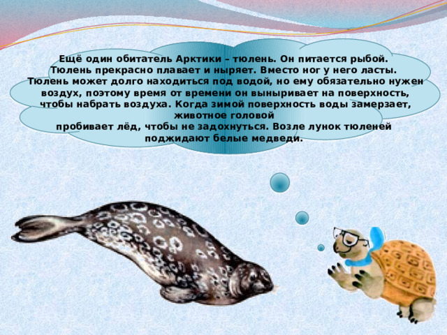  Ещё один обитатель Арктики – тюлень. Он питается рыбой.  Тюлень прекрасно плавает и ныряет. Вместо ног у него ласты.  Тюлень может долго находиться под водой, но ему обязательно нужен воздух, поэтому время от времени он выныривает на поверхность, чтобы набрать воздуха. Когда зимой поверхность воды замерзает, животное головой  пробивает лёд, чтобы не задохнуться. Возле лунок тюленей  поджидают белые медведи. 