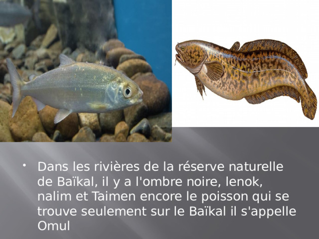 Dans les rivières de la réserve naturelle de Baïkal, il y a l'ombre noire, lenok, nalim et Taimen encore le poisson qui se trouve seulement sur le Baïkal il s'appelle Omul 