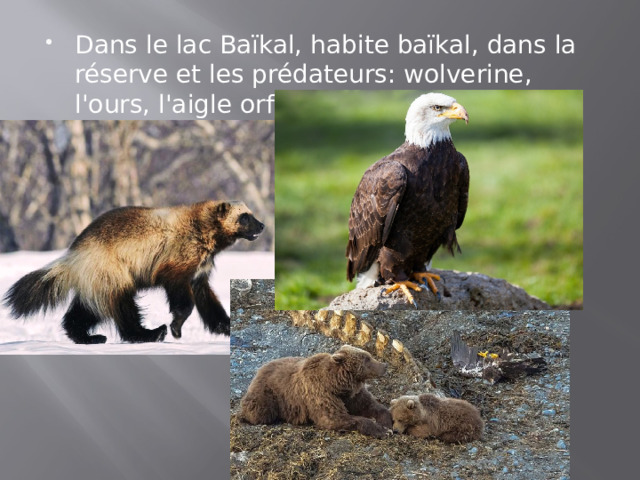 Dans le lac Baïkal, habite baïkal, dans la réserve et les prédateurs: wolverine, l'ours, l'aigle orfraie. 