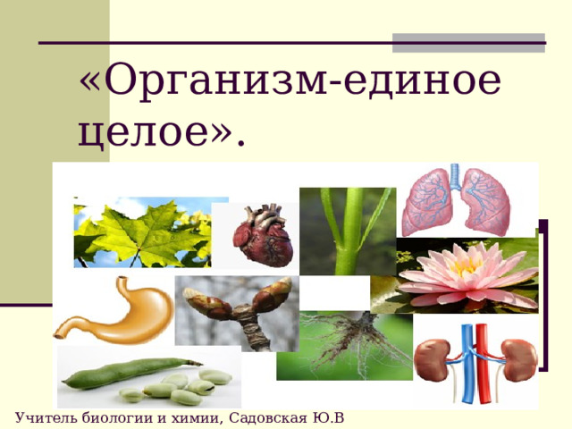 «Организм-единое целое». Учитель биологии и химии, Садовская Ю.В 