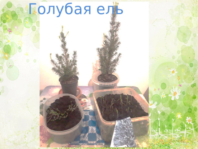 Голубая ель 