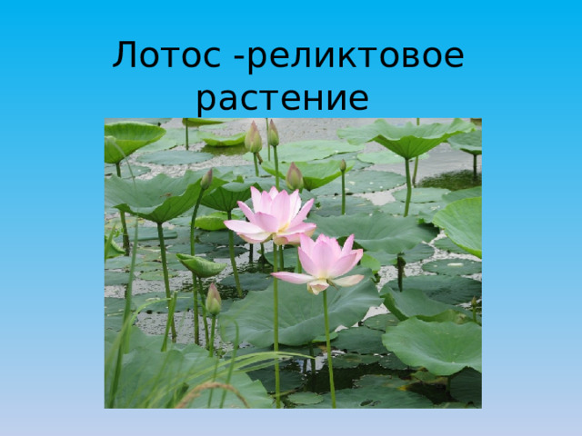 Лотос -реликтовое растение 