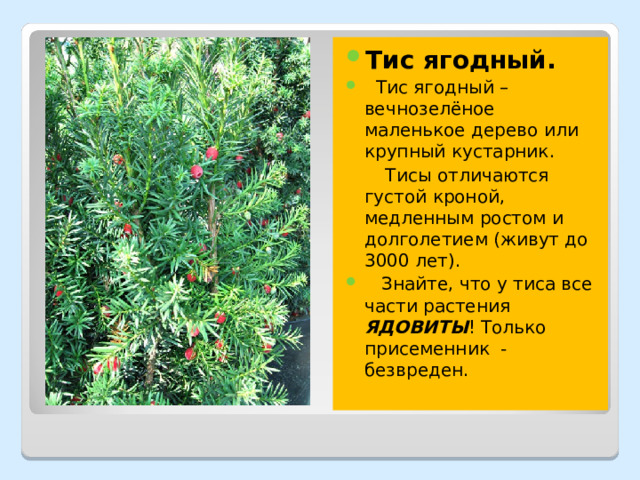 Тис ягодный.  Тис ягодный – вечнозелёное маленькое дерево или крупный кустарник.  Тисы отличаются густой кроной, медленным ростом и долголетием (живут до 3000 лет).  Знайте, что у тиса все части растения ЯДОВИТЫ ! Только присеменник - безвреден. 