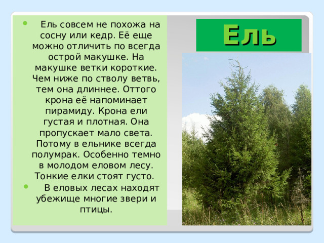 Ель совсем не похожа на сосну или кедр. Её еще можно отличить по всегда острой макушке. На макушке ветки короткие. Чем ниже по стволу ветвь, тем она длиннее. Оттого крона её напоминает пирамиду. Крона ели густая и плотная. Она пропускает мало света. Потому в ельнике всегда полумрак. Особенно темно в молодом еловом лесу. Тонкие елки стоят густо.  В еловых лесах находят убежище многие звери и птицы. Ель 