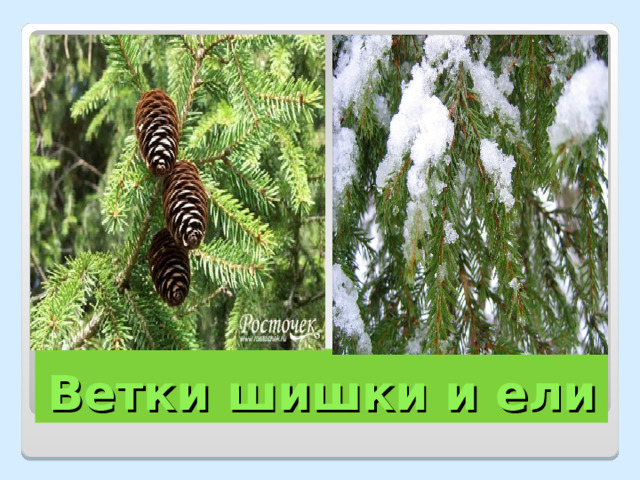 Ветки шишки и ели 