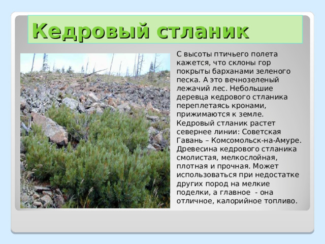 Кедровый стланик С высоты птичьего полета кажется, что склоны гор покрыты барханами зеленого песка. А это вечнозеленый лежачий лес. Небольшие деревца кедрового стланика переплетаясь кронами, прижимаются к земле. Кедровый стланик растет севернее линии: Советская Гавань – Комсомольск-на-Амуре. Древесина кедрового стланика смолистая, мелкослойная, плотная и прочная. Может использоваться при недостатке других пород на мелкие поделки, а главное - она отличное, калорийное топливо. 