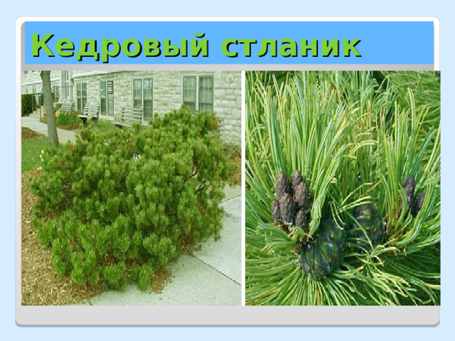 Кедровый стланик 