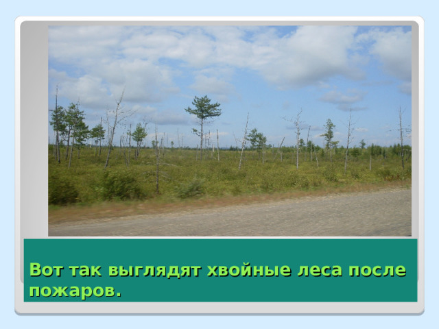 Вот так выглядят хвойные леса после пожаров. 