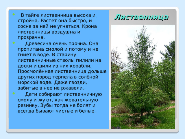  В тайге лиственница высока и стройна. Растет она быстро, и сосне за ней не угнаться. Крона лиственницы воздушна и прозрачна.  Древесина очень прочна. Она пропитана смолой и потому и не гниет в воде. В старину лиственничные стволы пилили на доски и шили из них корабли. Просмолённая лиственница дольше других пород терпела в солёной морской воде. Даже гвозди, забитые в нее не ржавели.  Дети собирают лиственничную смолу и жуют, как жевательную резинку. Зубы тогда не болят и всегда бывают чистые и белые. Лиственница 