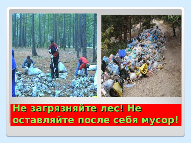 Не загрязняйте лес! Не оставляйте после себя мусор! 