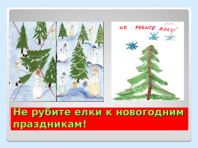 Не рубите елки к новогодним праздникам! 