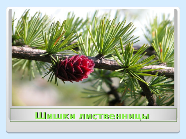  Шишки лиственницы 