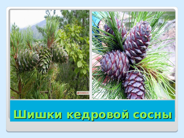 Шишки кедровой сосны 