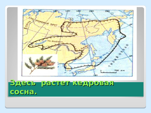 Здесь растет кедровая сосна. 