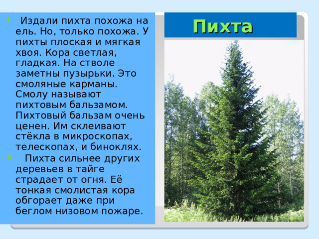  Пихта  Издали пихта похожа на ель. Но, только похожа. У пихты плоская и мягкая хвоя. Кора светлая, гладкая. На стволе заметны пузырьки. Это смоляные карманы. Смолу называют пихтовым бальзамом. Пихтовый бальзам очень ценен. Им склеивают стёкла в микроскопах, телескопах, и биноклях.  Пихта сильнее других деревьев в тайге страдает от огня. Её тонкая смолистая кора обгорает даже при беглом низовом пожаре.  