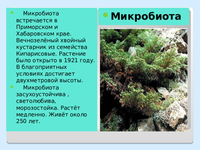  Микробиота встречается в Приморском и Хабаровском крае. Вечнозелёный хвойный кустарник из семейства Кипарисовые. Растение было открыто в 1921 году. В благоприятных условиях достигает двухметровой высоты.  Микробиота засухоустойчива , светолюбива, морозостойка. Растёт медленно. Живёт около 250 лет. Микробиота 