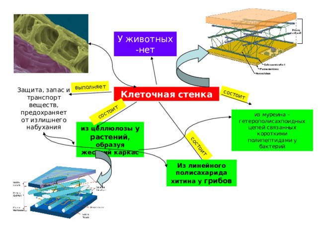 Клет стенка из муреина