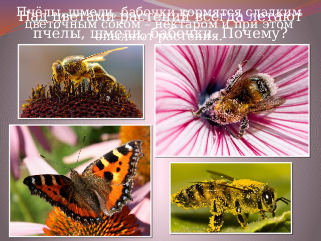 Над цветами растений всегда летают пчёлы, шмели, бабочки. Почему? Пчёлы, шмели, бабочки кормятся сладким цветочным соком – нектаром и при этом опыляют растения. 