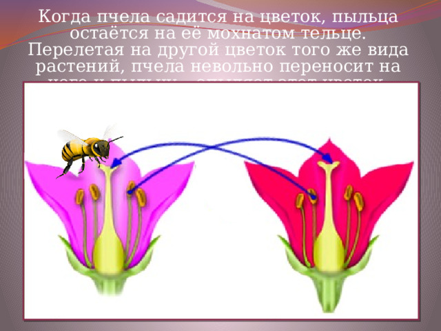 Когда пчела садится на цветок, пыльца остаётся на её мохнатом тельце. Перелетая на другой цветок того же вида растений, пчела невольно переносит на него и пыльцу – опыляет этот цветок. 