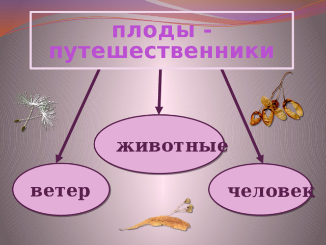  плоды - путешественники  животные ветер человек 