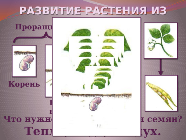   Развитие растения из семени Проращивание Корень Росток Взрослое растение Что нужно для прорастания семян? Тепло, вода, воздух. 