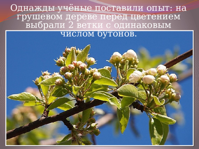 Однажды учёные поставили опыт: на грушевом дереве перед цветением выбрали 2 ветки с одинаковым числом бутонов. 