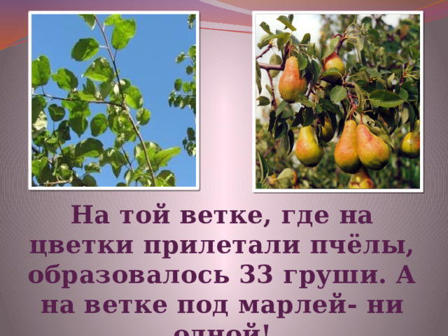 На той ветке, где на цветки прилетали пчёлы, образовалось 33 груши. А на ветке под марлей- ни одной! 