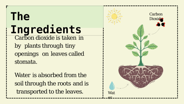 The  Ingredients Carbon Dioxide Carbon dioxide is taken  in by  plants through  tiny openings  on  leaves called stomata. Water  is absorbed from the soil through the roots  and is  transported to the leaves. Water 