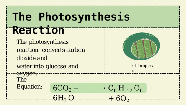 The  Photosynthesis  Reaction The  photosynthesis  reaction  converts carbon  dioxide and water into  glucose  and  oxygen. Chloroplasts The  Equation: C 6  H  1 2  O 6  + 6 O 2 6C O 2  + 6 H 2  O 