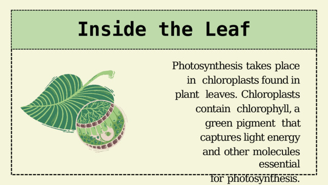 Inside  the  Leaf Photosynthesis  takes  place  in  chloroplasts found in  plant  leaves.  Chloroplasts  contain  chlorophyll, a  green  pigment  that captures light energy and  other  molecules  essential for  photosynthesis. 