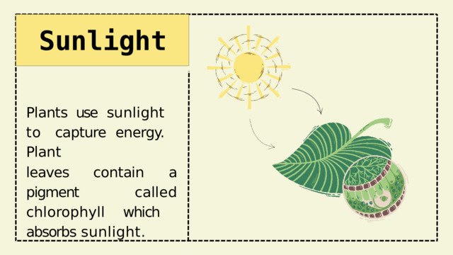 Sunlight Plants use  sunlight to  capture  energy.  Plant leaves contain a  pigment  called chlorophyll which  absorbs  sunlight. 